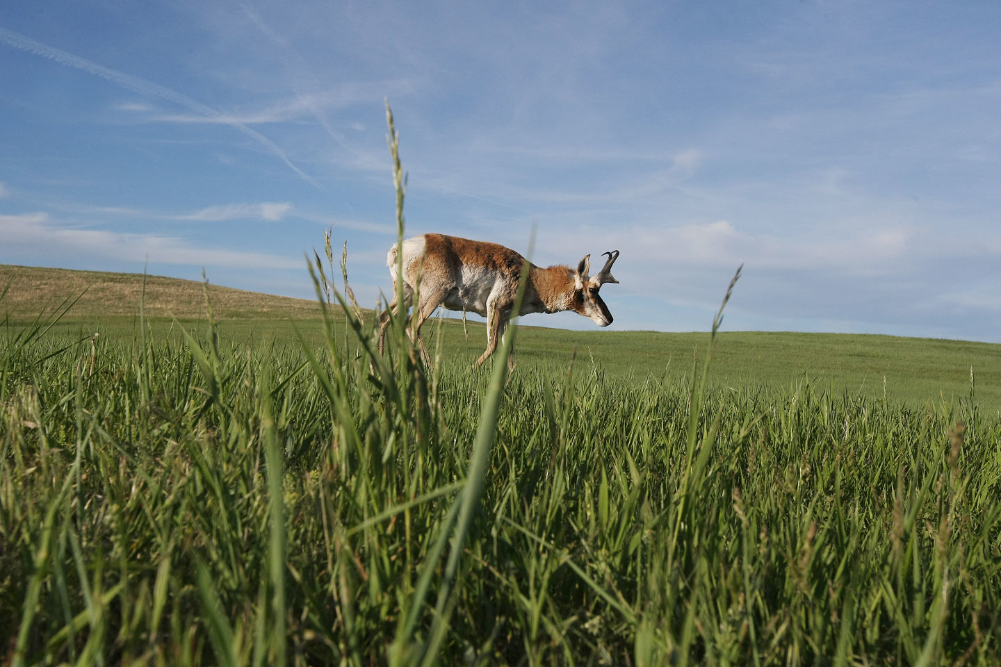 Pronghorn